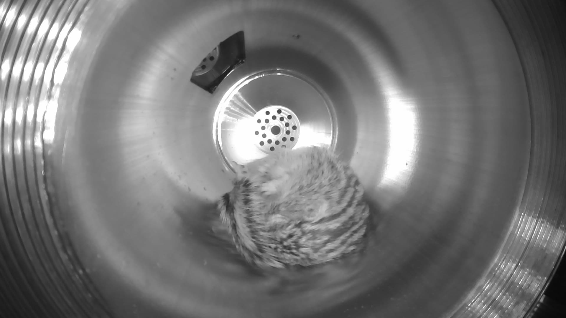 Infrared NASA research image of a hibernating ground squirrel curled inside a test chamber